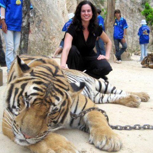 Petting a tiger in Thailand. Yes, it's real!